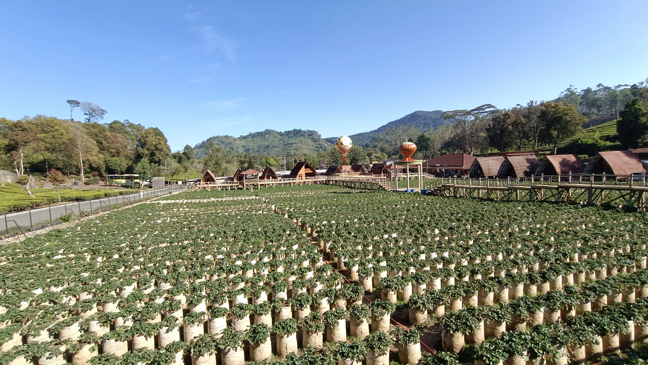 Dusun Strawberry Walini