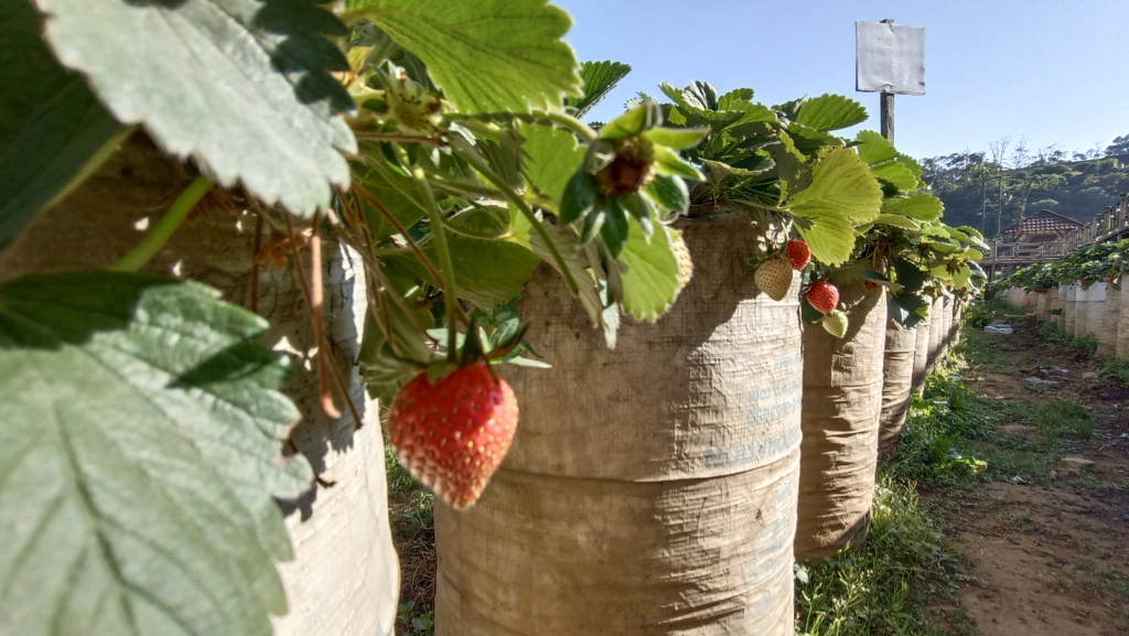 Dusun Strawberry Walini Ciwidey